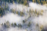 Majesty Of Nature, Misty Coniferous Forest At Sunrise. Morning I Stock Photo