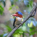 Male Banded Kingfisher Stock Photo