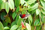 Male Black-throated Sunbird Stock Photo