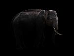 Male Elephant Standing At Night Time Stock Photo