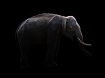 Male Elephant Standing At Night Time Stock Photo