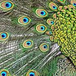 Male Green Peacock Feathers Stock Photo