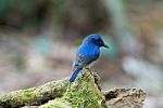 Male Hainan Blue Flycatcher Stock Photo