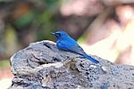 Male Hainan Blue Flycatcher Stock Photo