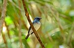 Male Hainan Blue Flycatcher Stock Photo