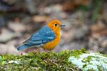 Male Orange Headed Thrush Stock Photo