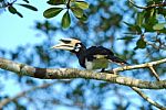 Male Oriental Pied Hornbill Stock Photo