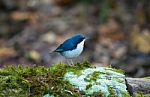 Male Siberian Blue Robin Stock Photo