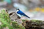 Male Siberian Blue Robin Stock Photo