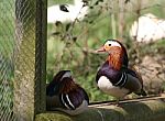 Mandarin Ducks Stock Photo