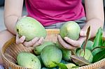 Mango On Hand Stock Photo