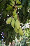 Mangoes On Mango Tree Stock Photo