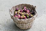 Mangosteen Stock Photo