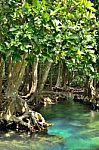 Mangrove Forests Stock Photo