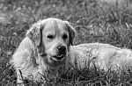 Man's Best Friend! Stock Photo