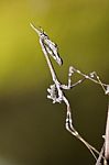 Mantis Palo (empusa Pennata) Stock Photo