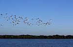 Many Flamingos On The Sky Stock Photo