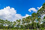 Many Of Palm Trees,coconut Trees Against Blue Sky Stock Photo