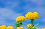 Marigold And Blue Sky Stock Photo