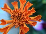 Marigold Before Blooming Stock Photo