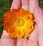 Marigold - Health From Nature Stock Photo