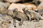 Marine Iguana On Galapagos Islands Stock Photo