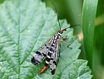 Mayfly Stock Photo