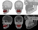 Medical Illustration Of The Tooth Stock Photo