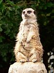 Meerkat Stock Photo