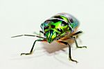 
Metallic Wood-boring Beetle Stock Photo