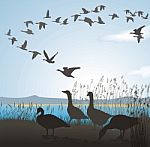 Migrating Geese Stock Photo