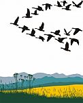 Migrating Geese Stock Photo