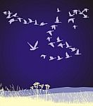 Migrating Geese At Night Stock Photo