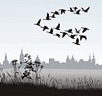 Migrating Wild Geese Of The Country Stock Photo