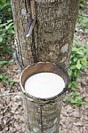 Milky Latex Rubber Tree In Bowl Stock Photo