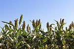 Millet Field Stock Photo