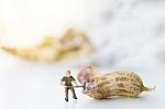 Miniature Worker Are Open Boil Peanut Stock Photo