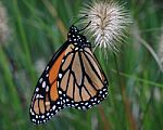 Monarch Butterfly Stock Photo