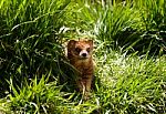 Mongoose In Grass Stock Photo