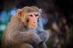 Monkey Stock Photo