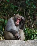 Monkey Sit On Rock And Scratch Its Head At Zhangjiajie National Park , China Stock Photo