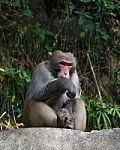 Monkey Sit On Rock At Zhangjiajie National Park , China Stock Photo