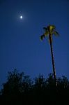 Moonlit Palm Tree Stock Photo