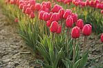 Morning Tulip Stock Photo