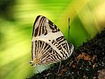 Mosaic Butterfly - Colobura Dirce Stock Photo