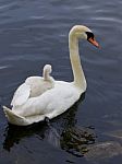 Mother-swan Is Carrying Her Chick On The Back Stock Photo