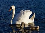 Mother-swan With Her Son Are Swimming Stock Photo