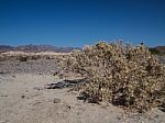 Mountains, Dry Tree And Desert Landscape Stock Photo