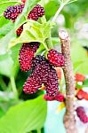 Mulberry Fruit Stock Photo