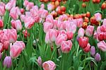 Multicolored Tulip Flowers Stock Photo